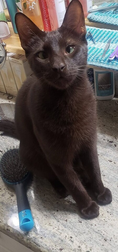 Entry image for Monty. Clicking this image will show a larger photo