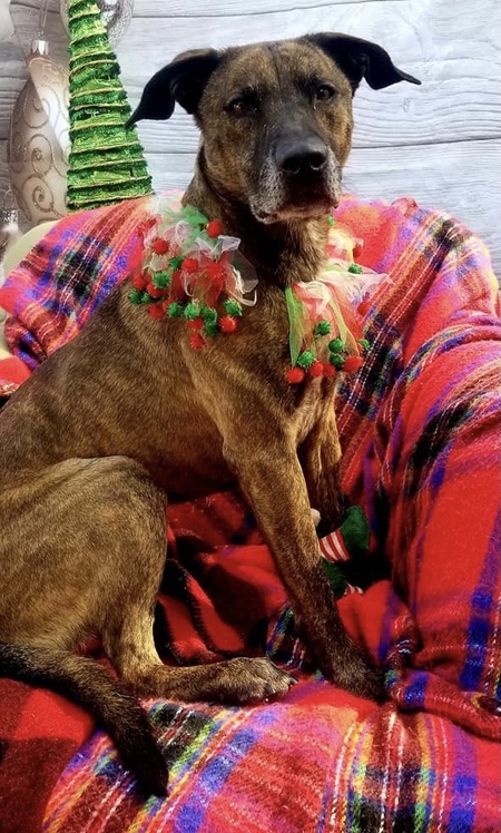 Entry image for Skye. Clicking this image will show a larger photo