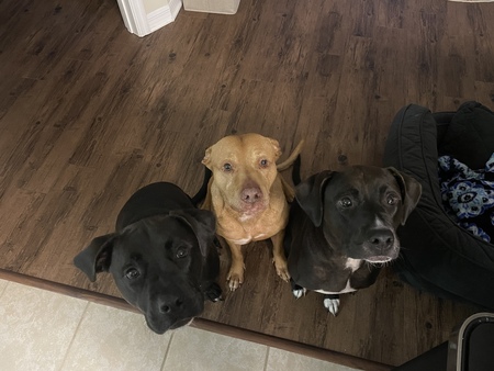 Entry image for Gracie, Fisher, and Tilly. Clicking this image will show a larger photo