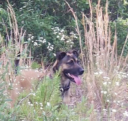 Entry image for Scarlett. Clicking this image will show a larger photo