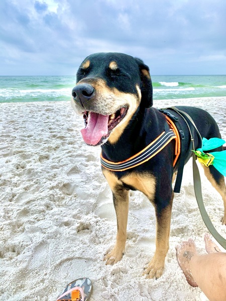 Entry image for Bailey. Clicking this image will show a larger photo