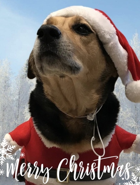 Entry image for Bailey . Clicking this image will show a larger photo