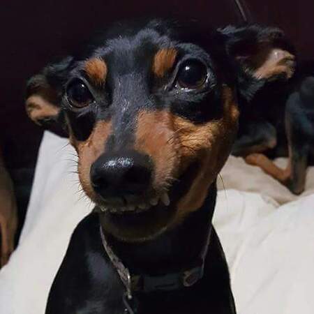 Entry image for Mischief. Clicking this image will show a larger photo