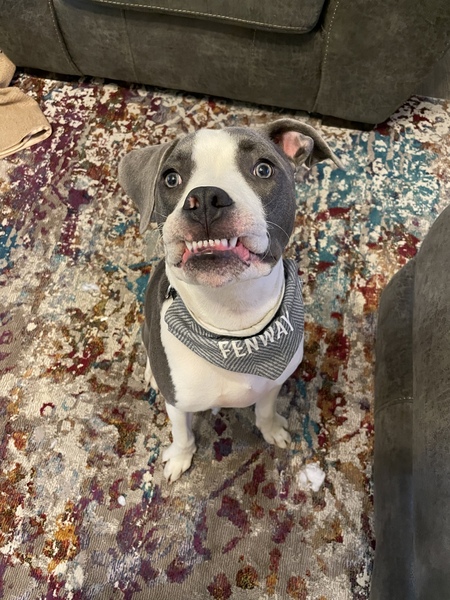 Entry image for Fenway. Clicking this image will show a larger photo