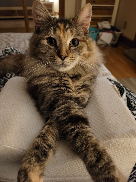 Entry image for Gidget. Clicking this image will show a larger photo