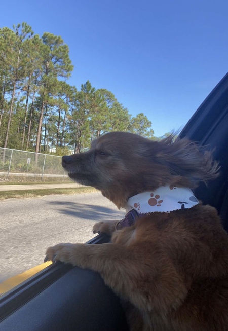 Entry image for Izzy. Clicking this image will show a larger photo