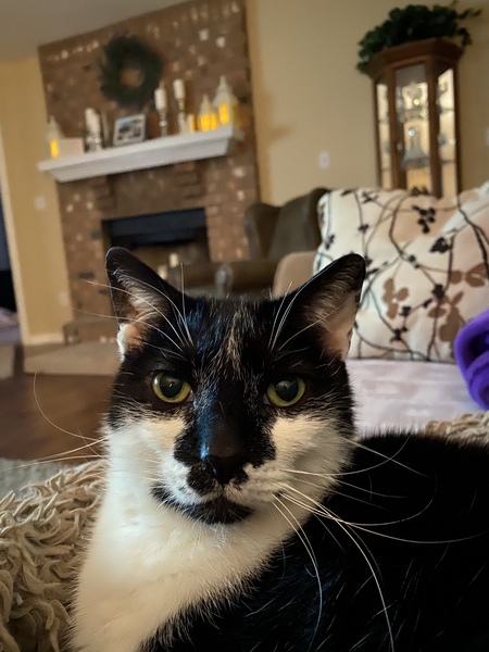 Entry image for Pyewacket. Clicking this image will show a larger photo