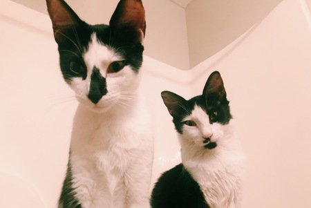 Entry image for Felix and Cookie. Clicking this image will show a larger photo