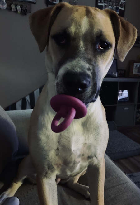 Entry image for Athena. Clicking this image will show a larger photo