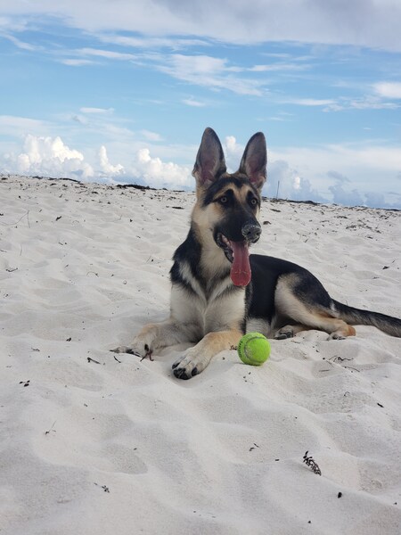 Entry image for Bella. Clicking this image will show a larger photo