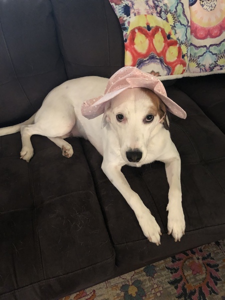 Entry image for Dolly. Clicking this image will show a larger photo