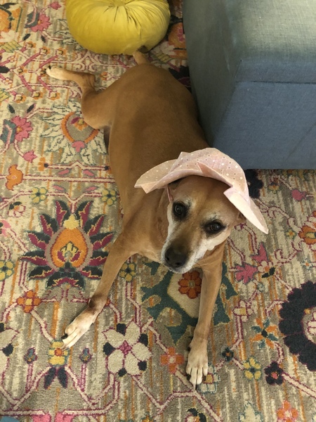 Entry image for Willow. Clicking this image will show a larger photo