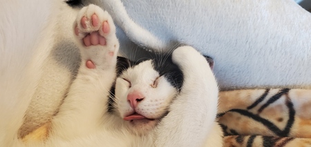 Entry image for Cow. Clicking this image will show a larger photo