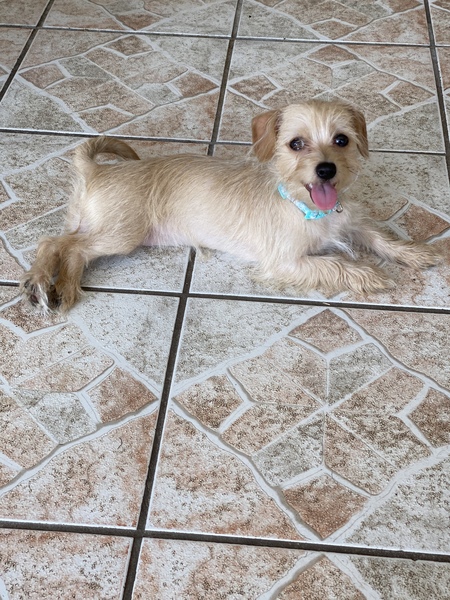 Entry image for Lilo. Clicking this image will show a larger photo