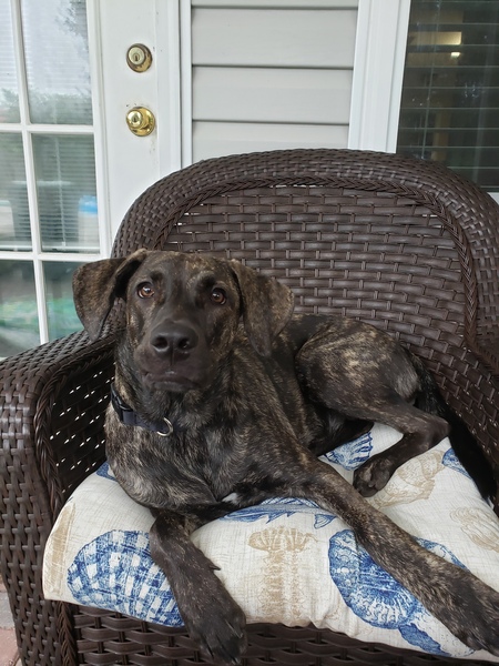 Entry image for SASHA. Clicking this image will show a larger photo