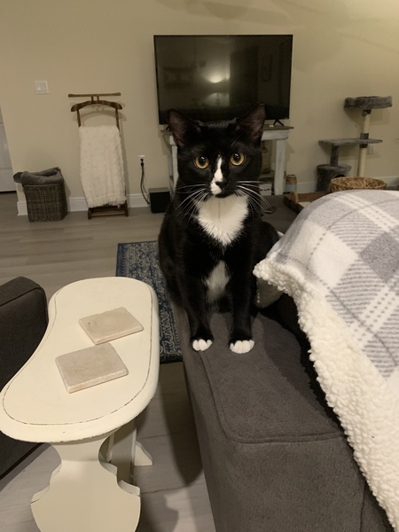 Entry image for Mia. Clicking this image will show a larger photo