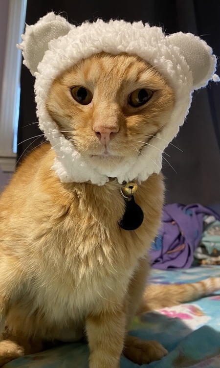 Entry image for Oliver . Clicking this image will show a larger photo