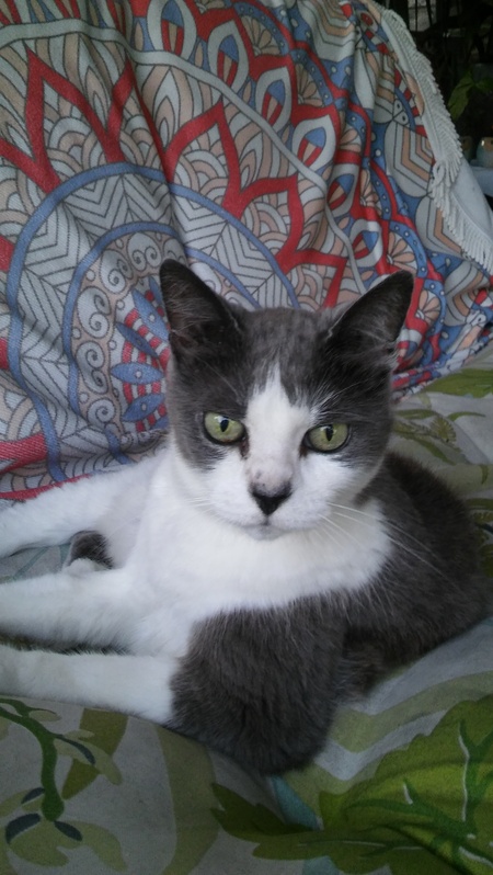 Entry image for Kitty Baby. Clicking this image will show a larger photo