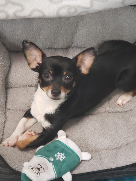 Entry image for Roscoe. Clicking this image will show a larger photo