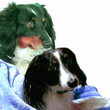 Entry image for Rose & Chase