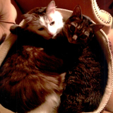 Entry image for Twinkle Toes & Prissytail