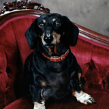 Entry image for Buddy