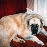 Entry image for Chipper