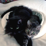 Entry image for Boo Boo & Prissytail