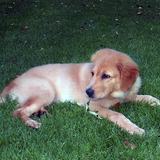 Entry image for Dusty