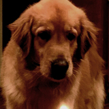 Entry image for Dusty