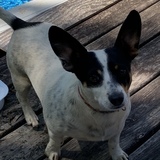 Entry image for Charlie
