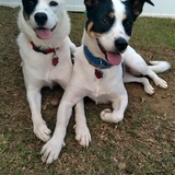 Entry image for Bailey and Comet