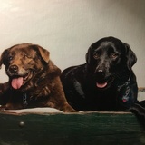 Entry image for Faith & Lulu