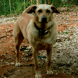 Entry image for Sandy
