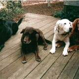 Entry image for Bear, Sugar, Bud & Rex