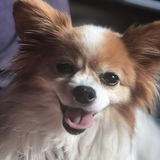 Entry image for Chi Chi