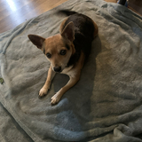 Entry image for Bella