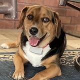 Entry image for Toby