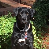 Entry image for Lulu
