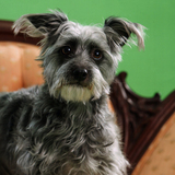 Entry image for Abby