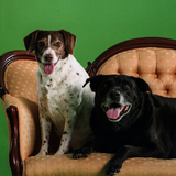 Entry image for Maggie & Pickwick
