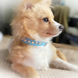 Entry image for Teddy