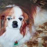 Entry image for Noel