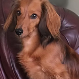 Entry image for Murphy