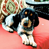 Entry image for Lucy