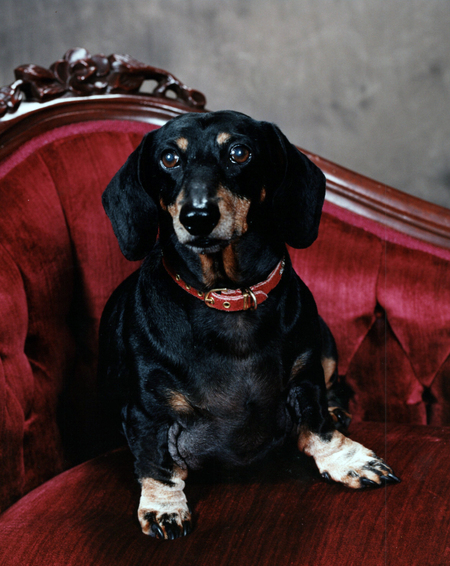 Entry image for Buddy. Clicking this image will show a larger photo