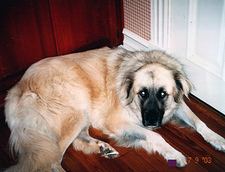 Entry image for Chipper. Clicking this image will show a larger photo