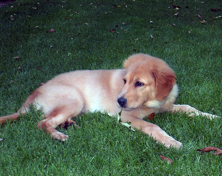 Entry image for Dusty. Clicking this image will show a larger photo