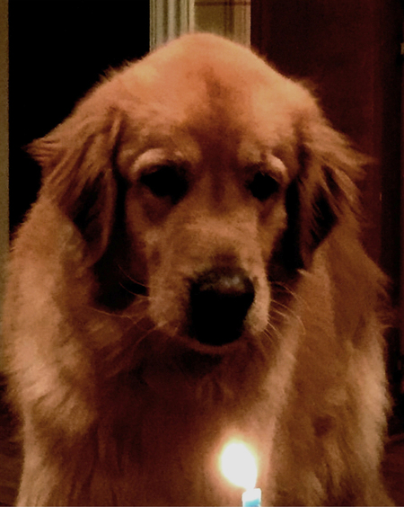 Entry image for Dusty. Clicking this image will show a larger photo