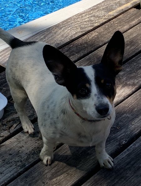 Entry image for Charlie. Clicking this image will show a larger photo